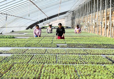 seed cell trays